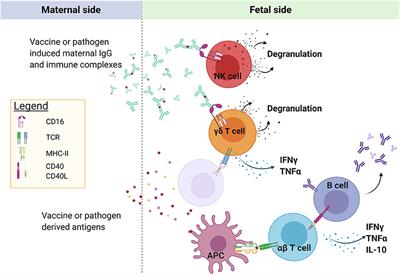 Malaria and Early Life Immunity: Competence in Context